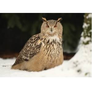 Eurasian Eagle-Owl Christmas Card